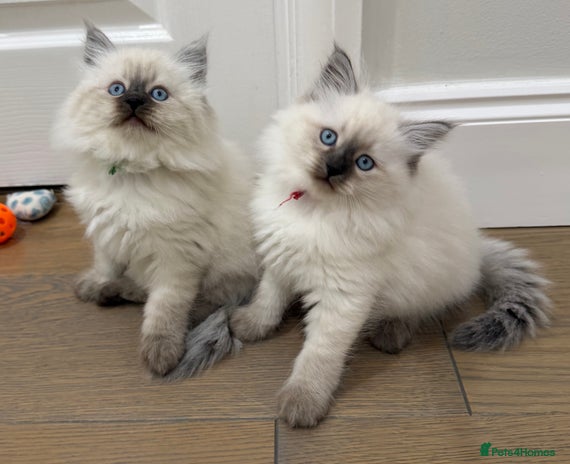 Siberian cats Siberian Neva Masquerade kittens GCCF - Advert 1