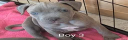 Mixed Breed dogs for sale: Blue Staffordshire Bull Terrier pups  - Advert 3