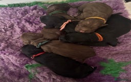 Sprocker dogs for sale: Sprocker Spaniel Puppies - Image 2