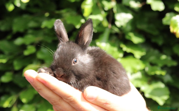 Mixed Breed rabbits in Driffield - Advert 10