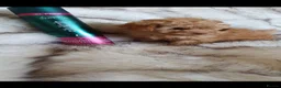 Toy Poodle dogs for sale: KC Toy Poodle puppies READY NOW, health tested in Barnsley - Advert 6
