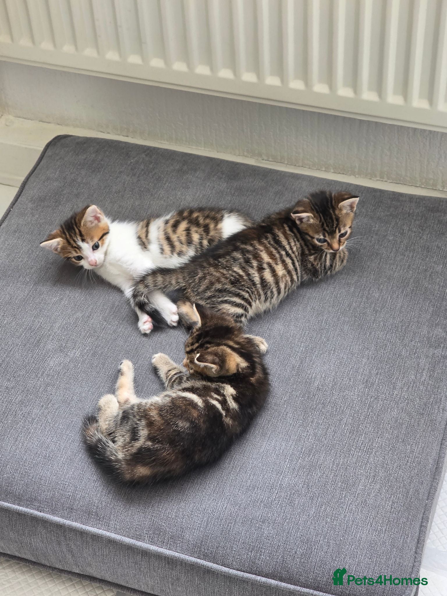 Mixed Breed cats Kittens  - Advert 15