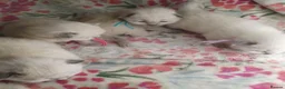 Ragdoll cats for sale: 💖 Beautiful Ragdoll kittens for Sale 💖 - Advert 8