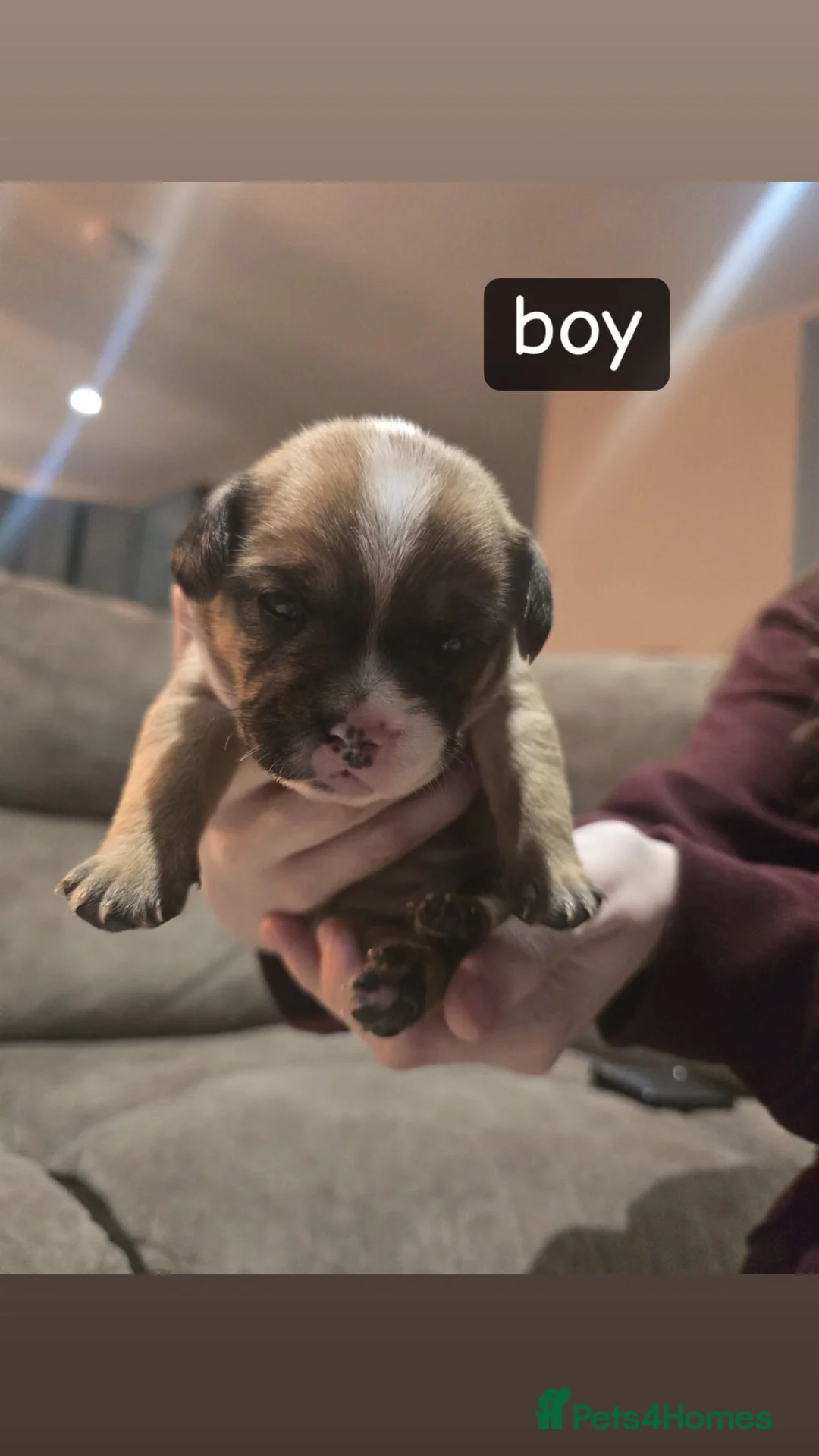 Mixed Breed dogs for sale: Floodles - Advert 4