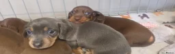 Miniature Dachshund dogs for sale: Adorable KC Registered Miniature Dachshund Puppies - Advert 14