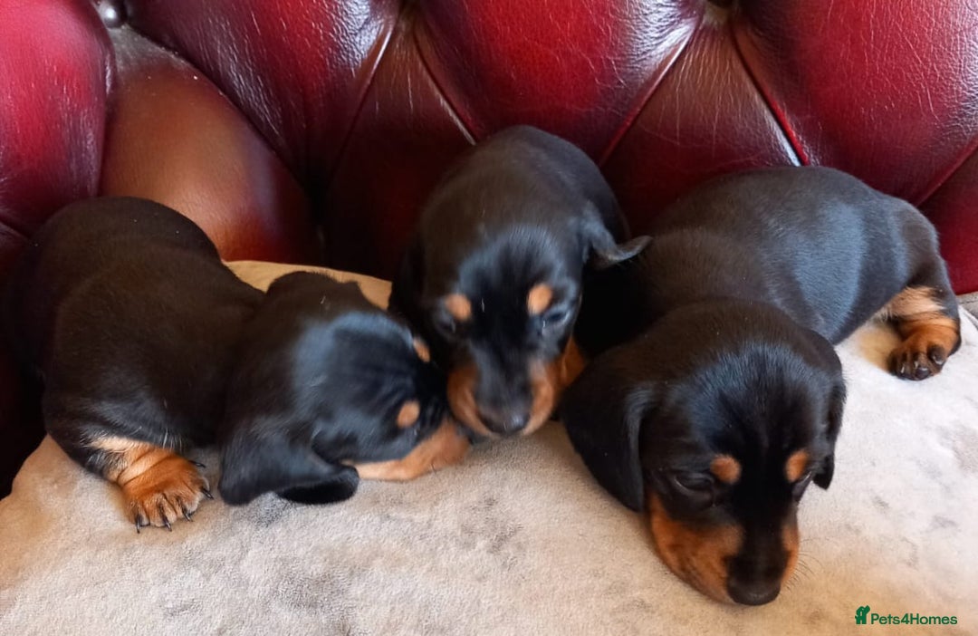 Miniature Dachshund dogs for sale: Miniature Dachshund Puppies  - Image 18
