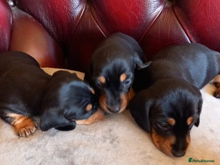Miniature Dachshund dogs - Advert 9