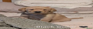 Labrador Retriever 1