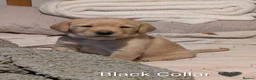 Labrador Retriever dogs for sale: Labrador puppies  in Beccles - Advert 9