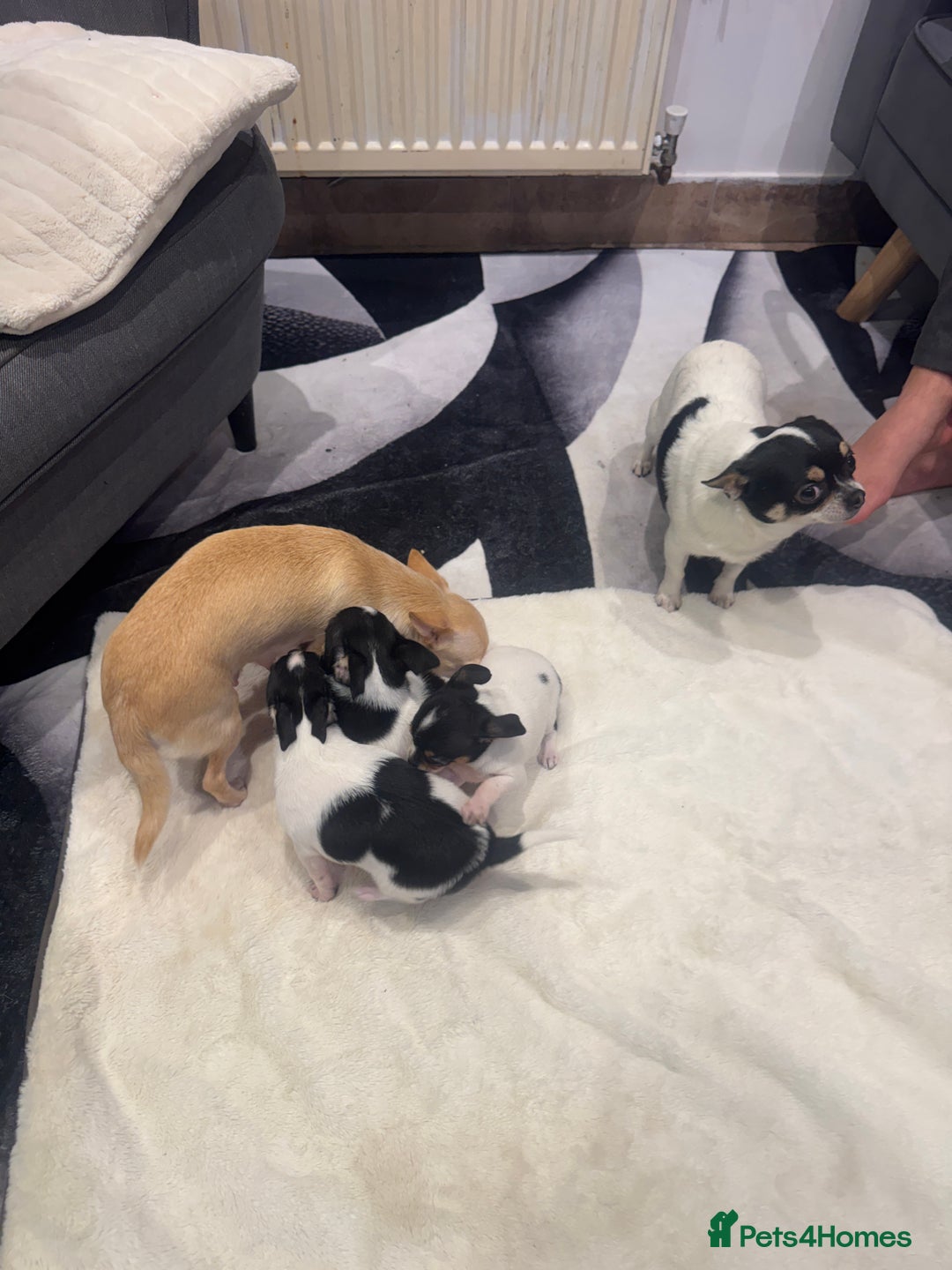 Chihuahua dogs for sale: 3 adorable apple-head tini puppies LF a home - Advert 17