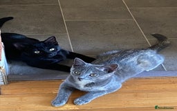 Domestic Shorthair cats for sale: 3 4 month old kittens available for pickup ASAP - Image 2