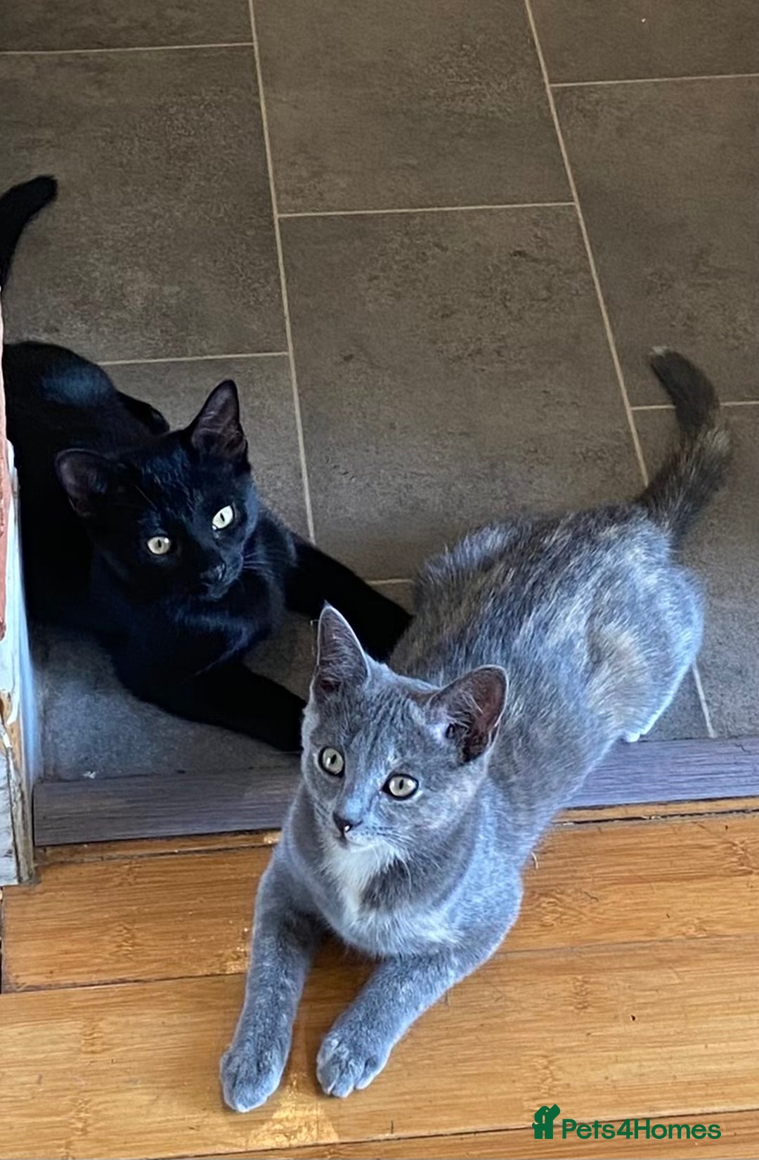 Domestic Shorthair cats for sale: 3 4 month old kittens available for pickup ASAP - Image 2