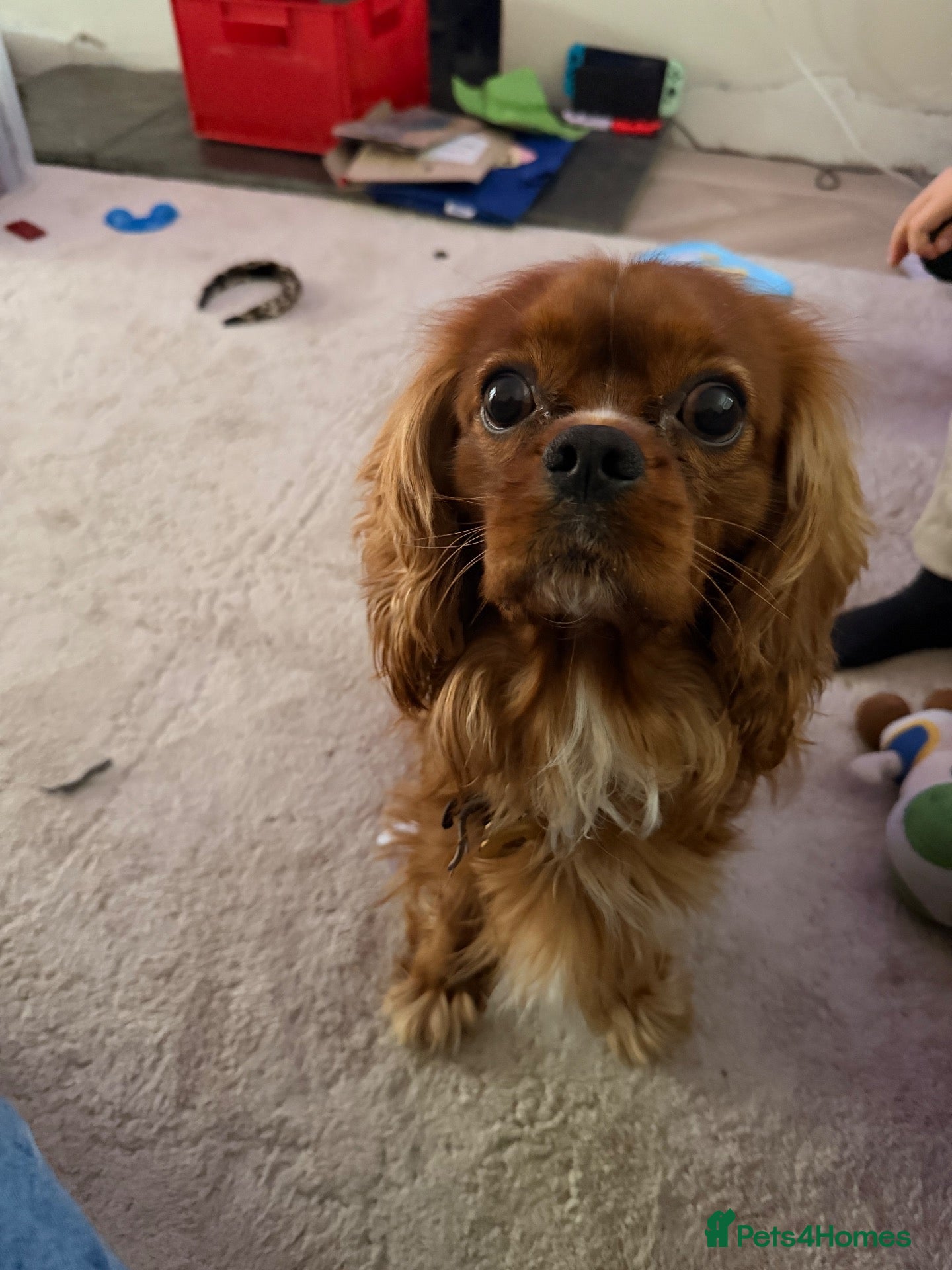 Cavalier King Charles Spaniel dogs for stud: Leo Bennett Stud  - Advert 1
