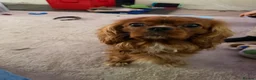 Cavalier King Charles Spaniel dogs for stud: Leo Bennett Stud  in Milton Keynes - Advert 1