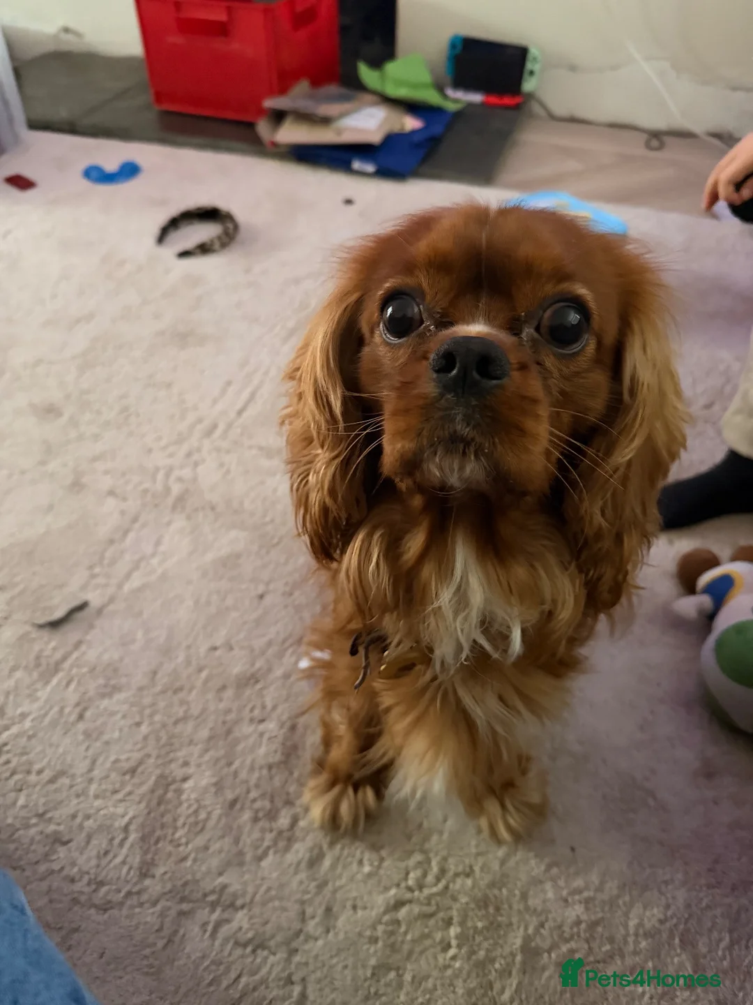 Cavalier King Charles Spaniel dogs for stud: Leo Bennett Stud  in Milton Keynes - Advert 1
