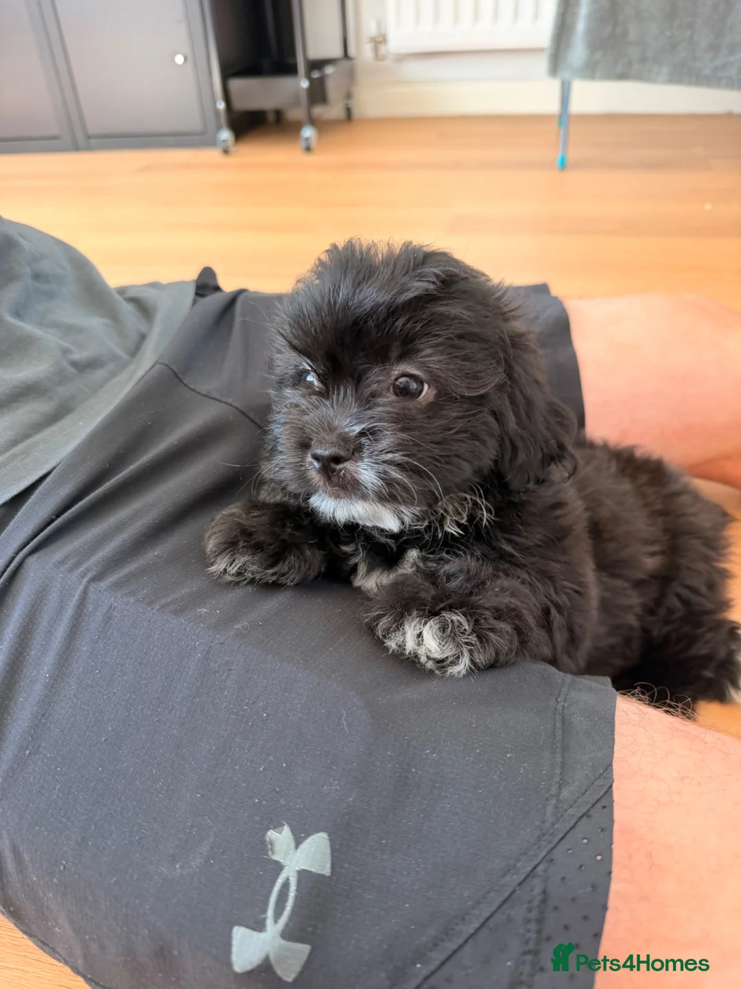 Mixed Breed dogs for sale: Gorgeous female Shih Tzu x Pomeranian  - Advert 1
