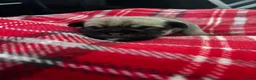 Pug dogs for sale: Beautiful Pug Puppies for Sale - Advert 21