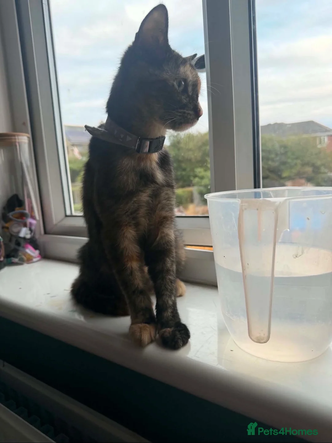 Mixed Breed cats for sale: Female kitten ready for a home - Advert 2