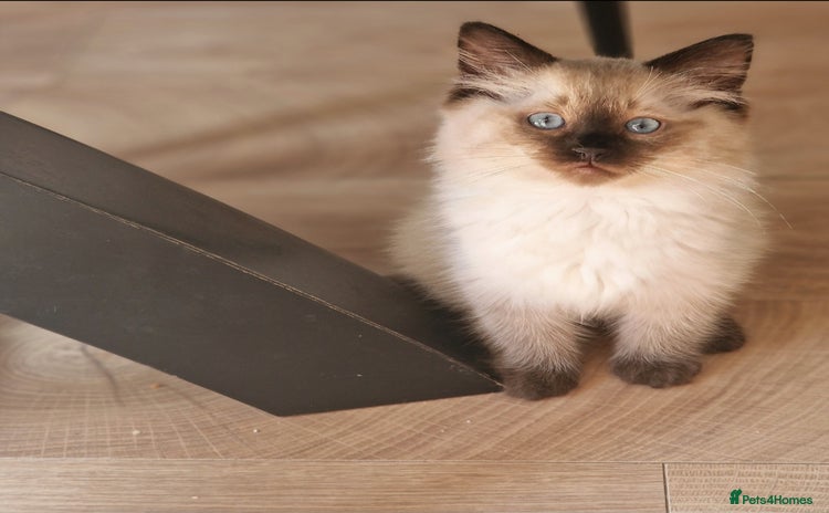 Ragdoll cats - Advert 4