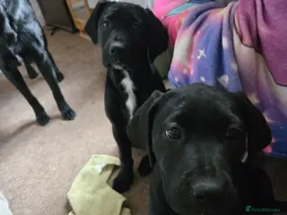 Mixed Breed dogs ONLY 2 LEFT Labrador X Cane Corso Puppies - Advert 8
