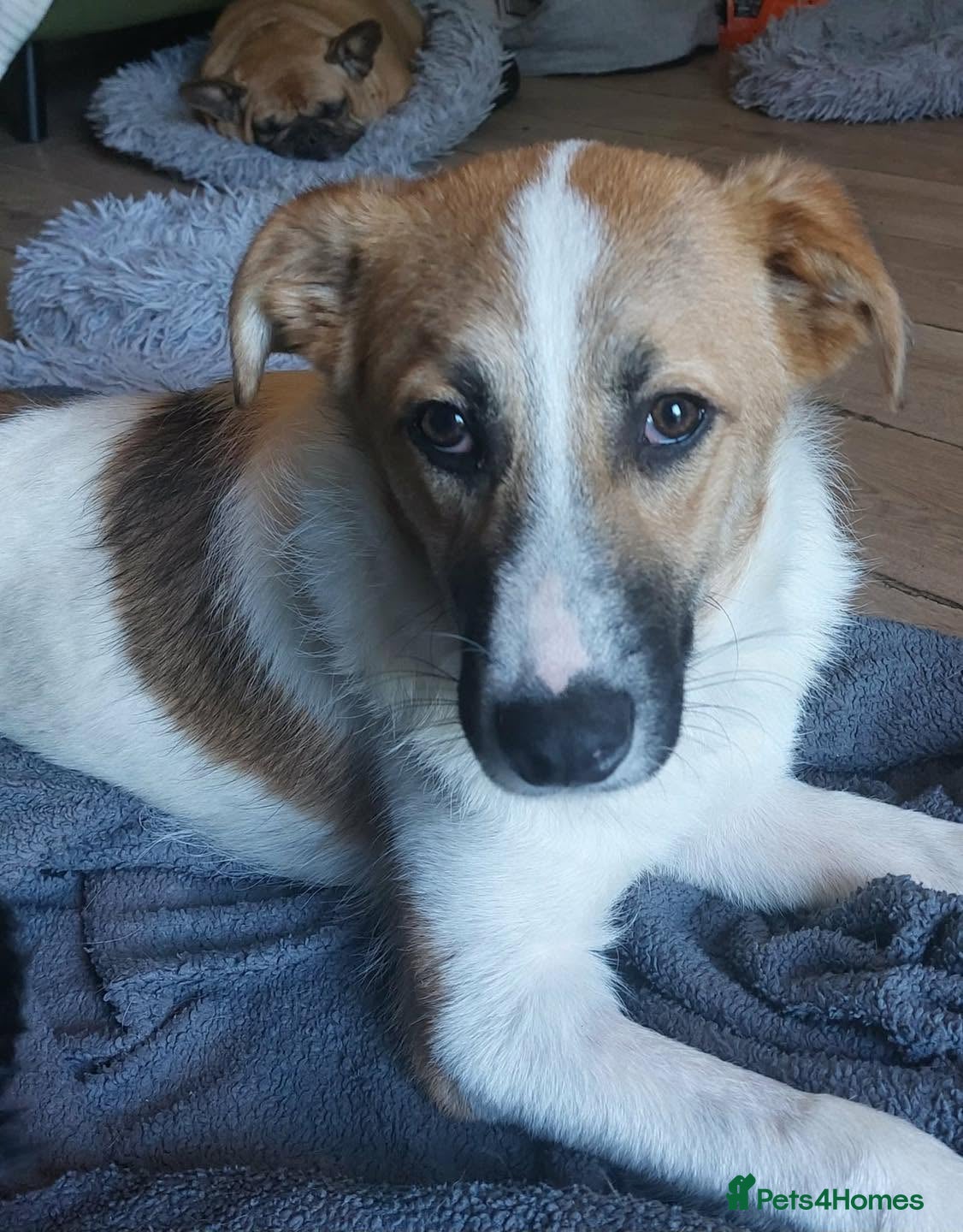 Mixed Breed dogs FOSTER OR FOSTER WITH A VIEW TO ADOPT FOR STANLEY  - Advert 2