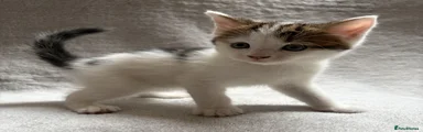 Kitten 1 - Male 