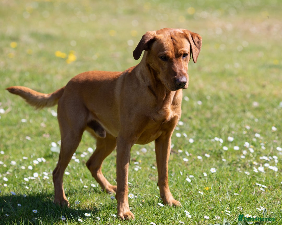 Labrador Retriever dogs for stud: Stunning Proven Fox Red Labrador For Stud in Stoke-on-Trent - Image 11
