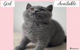 British Shorthair cats for sale: Beautiful GCCF British Shorthair’s  - Image 7