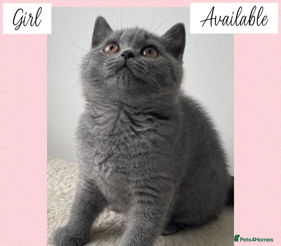 British Shorthair cats for sale: Beautiful GCCF British Shorthair’s  - Image 7