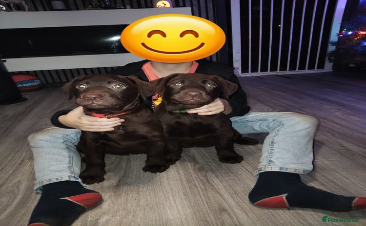 Labrador Retriever dogs KC registered chocolate puppies  - Advert 12