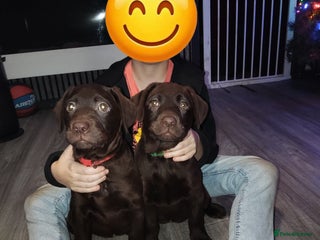 Labrador Retriever dogs KC registered chocolate puppies - Advert 5