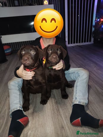 Labrador Retriever dogs KC registered chocolate puppies - Advert 12