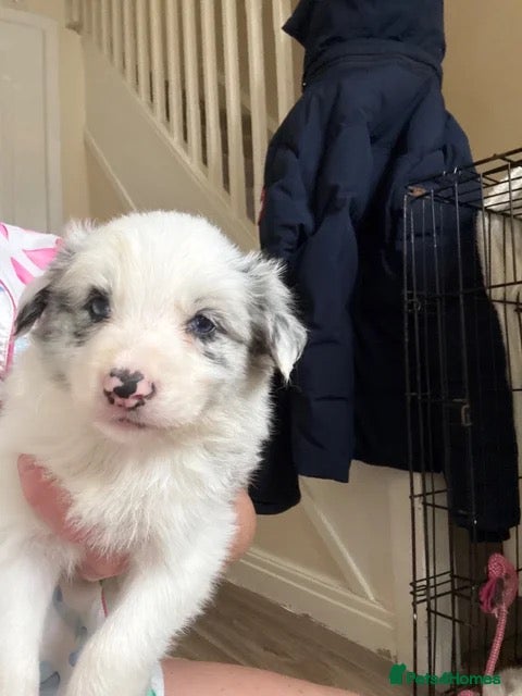 Border Collie dogs  Long coated pure bred collie puppies blue merles  - Advert 2