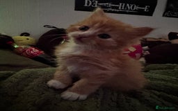 Mixed Breed cats for sale: The cutest Mixed Kittens (all kittens reserved) - Image 19