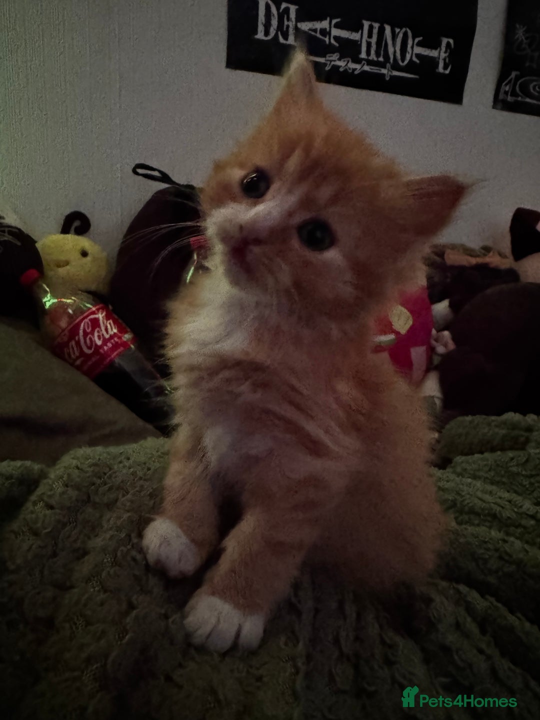 Mixed Breed cats for sale: The cutest Mixed Kittens (all kittens reserved) - Image 19