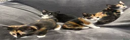 Mixed Breed cats for sale: READY NOW BOY AND GIRLS - Advert 1