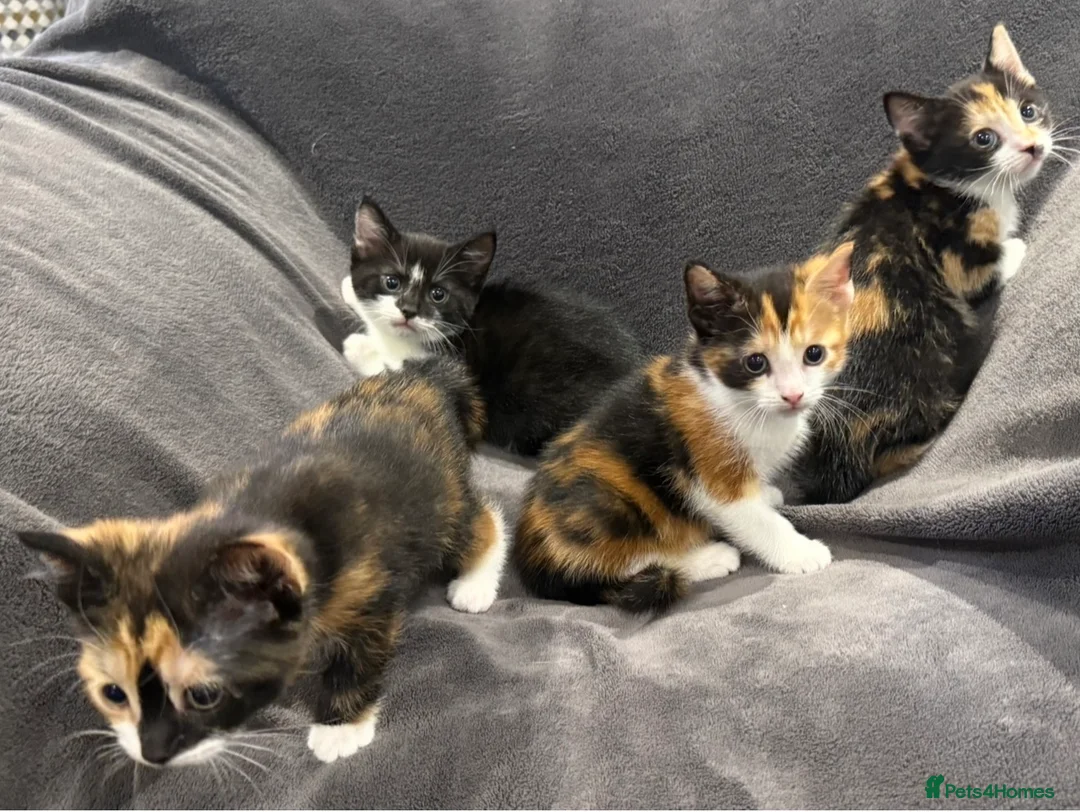 Mixed Breed cats for sale: READY NOW BOY AND GIRLS - Advert 1
