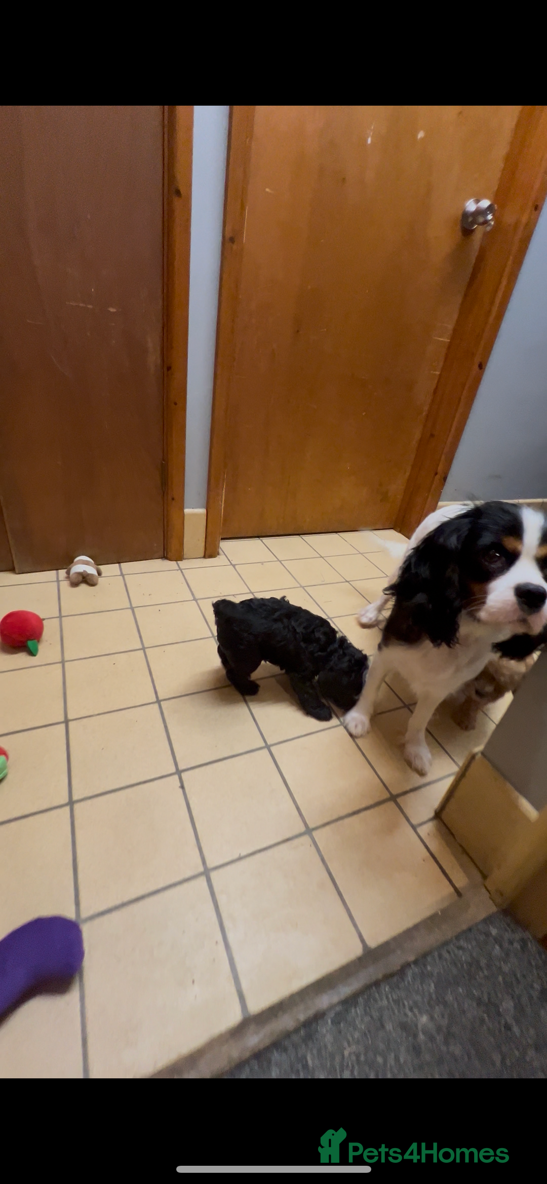 Cavapoo dogs for sale: Cavapoo puppies  - Image 4