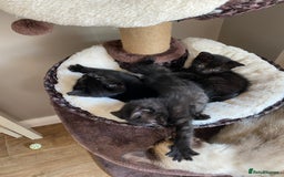 Mixed Breed cats for sale: Black/Black&White Kittens For Sale - Image 8