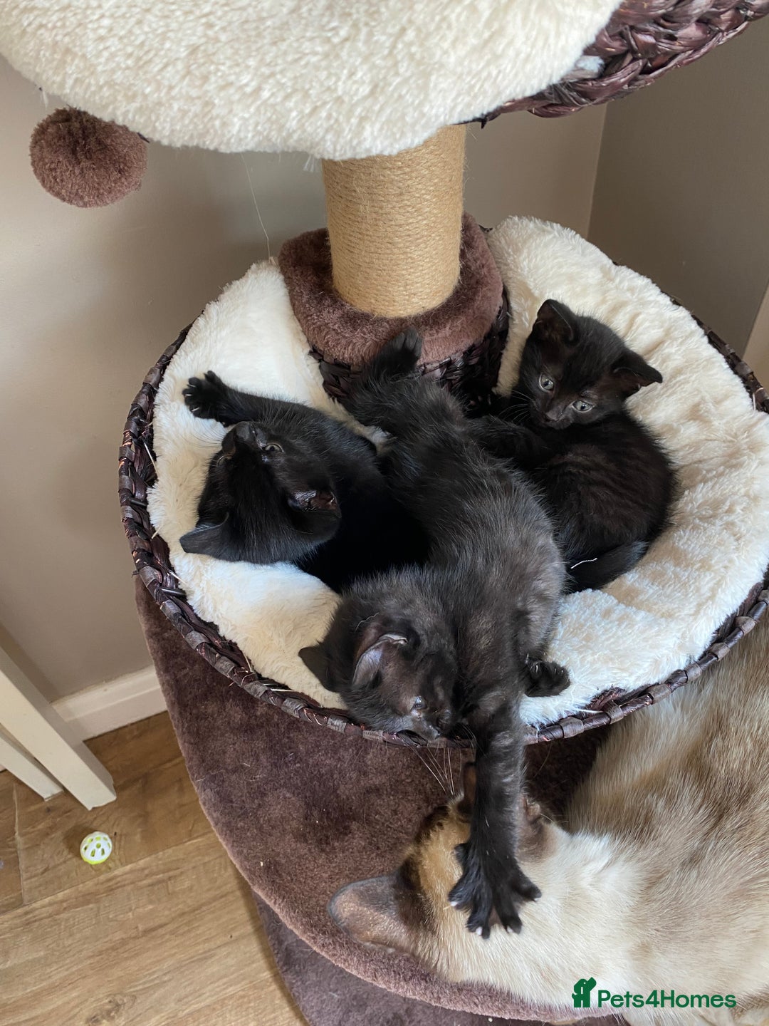 Mixed Breed cats for sale: Black/Black&White Kittens For Sale - Image 8
