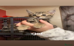 British Shorthair cats for sale: Kittens for sale  - Image 5