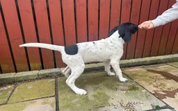 Mixed Breed dogs for sale: LAST PUPPY ❤️ - Image 18