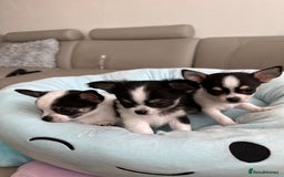 Chihuahua dogs for sale: Chihuahua  - Image 21