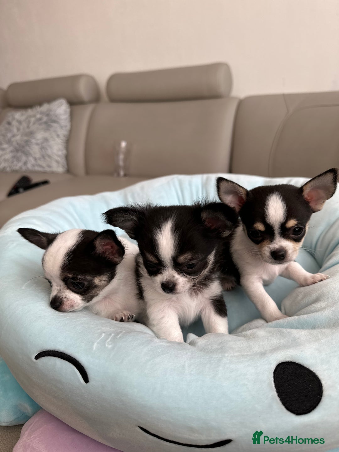 Chihuahua dogs for sale: Chihuahua  - Image 21
