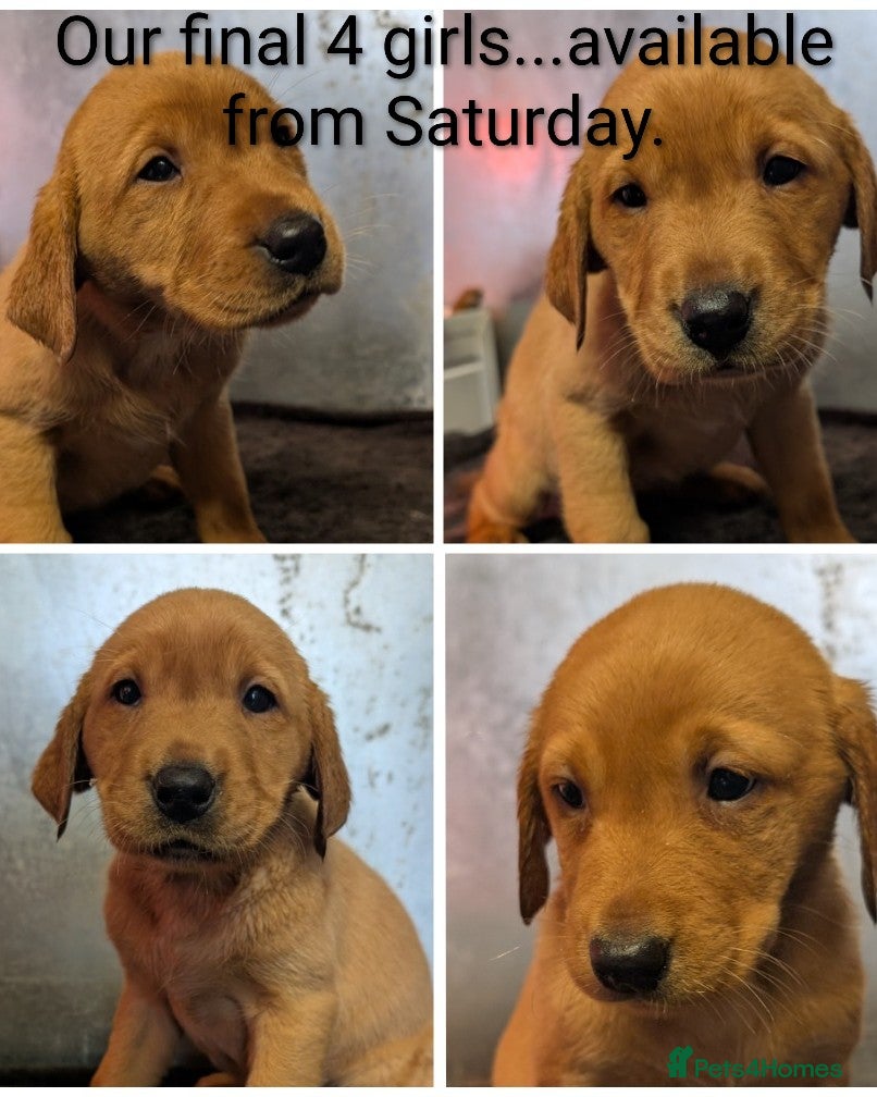 Labrador Retriever dogs Fab KC Fox Red Pups - 4* Higher Standard Breeder - Advert 1