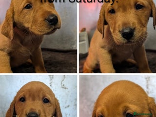 Labrador Retriever dogs Fab KC Fox Red Pups - 4* Higher Standard Breeder - Advert 1