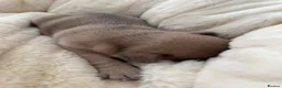 French Bulldog dogs for sale: Outstanding French Bulldog puppies  - Advert 7