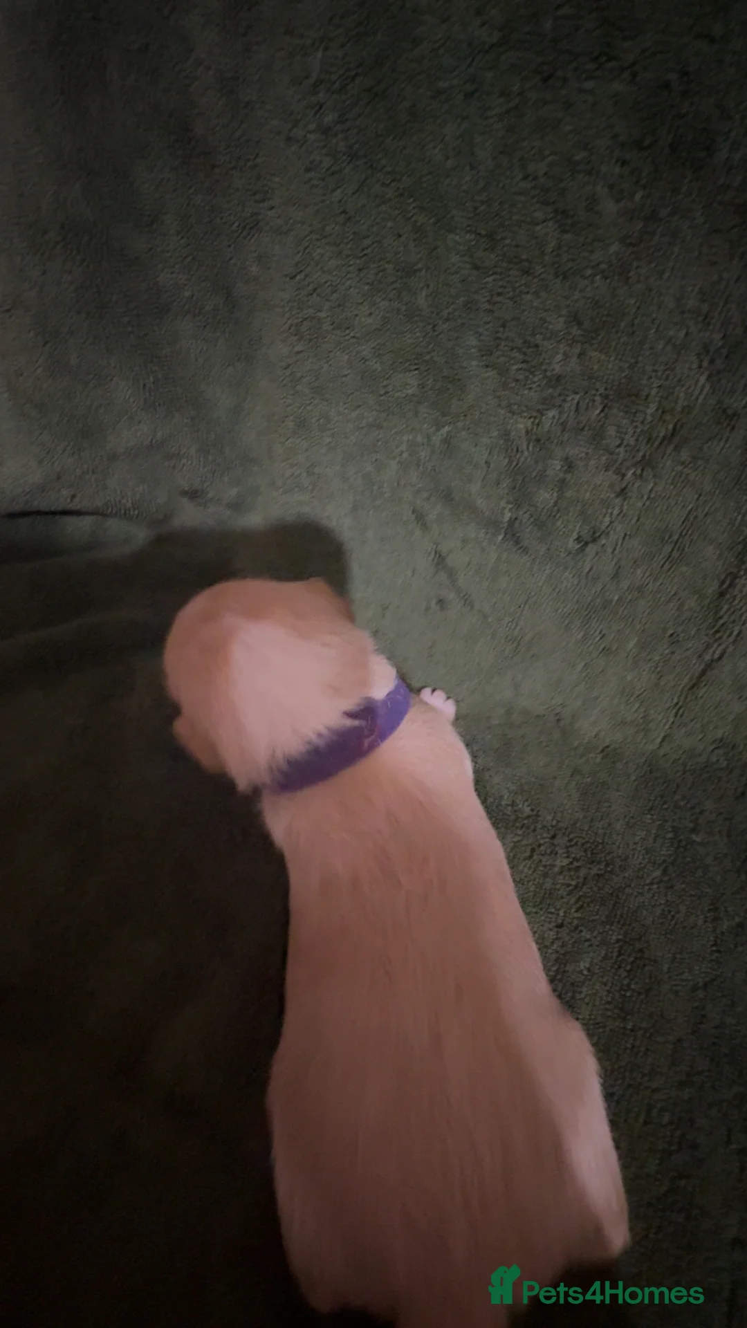 Jack Russell dogs for sale: Jack Russell puppies - Advert 3