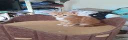 Mixed Breed cats for sale: 4 beautiful and gorgeous kittens😻😸😺😽 in London - Advert 12