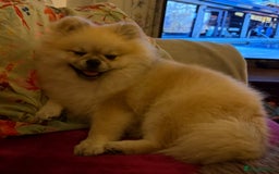 Pomeranian dogs for stud: Pomeranian Stud 1yr - Image 2